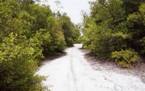 Padang Pasir Kersik Luway di Hutan Borneo
