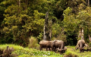 Taman Nasional Kerinci Seblat di Sumatera
