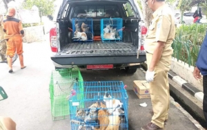 Banjir Protes Hingga Jadi Polemik, Anies Baswedan Tunda Razia Kucing dan Anjing di DKI Jakarta