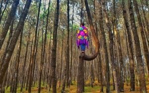 Hutan Pinus Kayon di Semarang yang Masih 'Perawan'