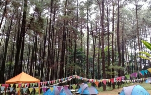 Hutan Pinus Gunung Pancar di Bogor Bisa Jadi Tempat Nongkrong Asyik