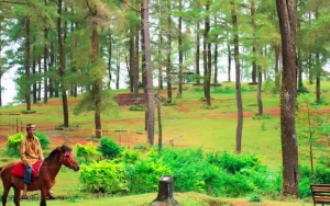 Hutan Pinus Malino di Makassar Jadi Lokasi Selfie Asyik