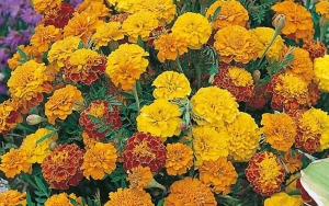 Marigold
