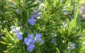 Rosemary