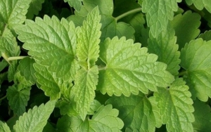 Catnip