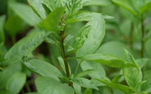 Basil