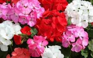 Geranium