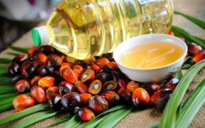 Bukan untuk Tubuh, Penggunaan Minyak Kelapa Sawit Semakin Mengancam Lingkungan