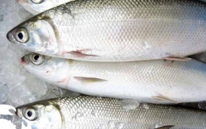 Ikan Bandeng Sebagai Simbol Kelimpahan dan Kemakmuran