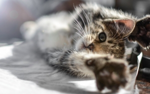 Polisi Ungkap Fakta Sebenarnya Soal Aksi Pria yang Viral Ikat Hingga Seret Kucing di Jalanan