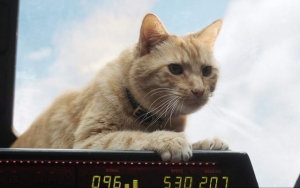 Goose Diperankan Oleh Empat Kucing