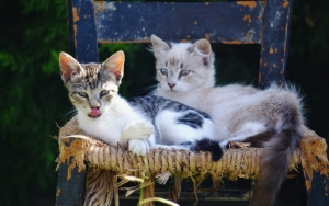 Ternyata Hewan Juga Cegukan