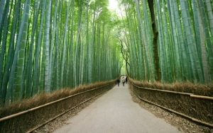 Uniknya Hutan Bambu Arashiyama