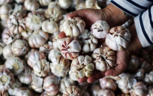 Forum Pengusaha dan Pedagang Soroti Mahalnya Bawang Putih, Ungkap Permainan Harga Impor