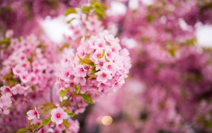 Jangan Pernah Memetik Bunga Sakura