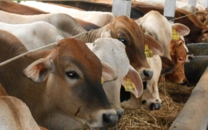 Heboh Bakteri Anthrax Serang Sapi di Gunungkidul, Diduga Berasal Dari Luar Daerah