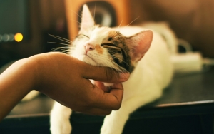 Kamu Pencinta Kucing? Waspadai 9 Penyakit Ini Bisa Menular Ke Manusia Loh!
