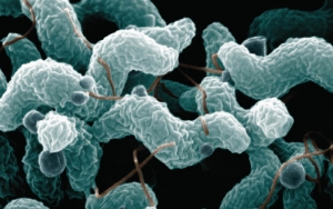 Campylobacteriosis Yang Bisa Bikin Diare