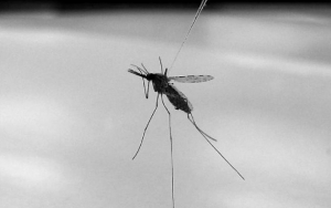  Hati-hati Juga Serangan Nyamuk Anopheles Yang Sebabkan Malaria Di Malam Hari