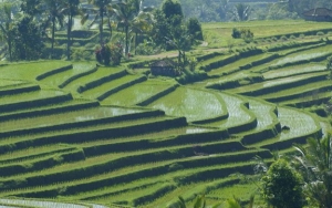 Sistem Irigasi Subak di Bali, Warisan UNESCO di Indonesia yang Sangat Indah
