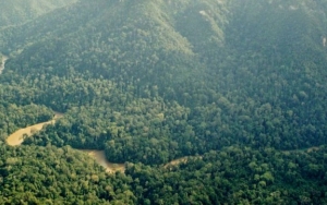 Hutan Hujan Tropis Sumatera, Warisan Dunia UNESCO yang Masuk Dalam Daftar Merah