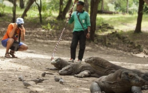 Jokowi Jawab Isu Penutupan Pulau Komodo: Konservasi dan Pariwisata Harus Seimbang