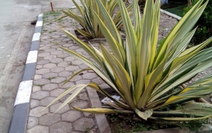 Pemprov DKI Atasi Polusi Dengan Lidah Mertua, Walhi: Tidak Cukup