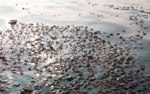 Bibir Pantai Karawang Masih Menghitam, Tumpahan Minyak Pertamina Rambah 7 Desa di Pesisir