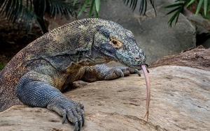 Pulau Komodo, Habitat Komodo yang Menawarkan Panorama Menakjubkan