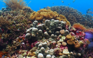 Kekayaan Laut di Taman Nasional Bunaken Membuatnya Jadi Salah Satu Favorit Turis Asing