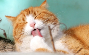 Ketahuan Makan Kucing Hidup-Hidup, Pria di Kemayoran Jadi Incaran Polisi