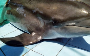 Lumba-Lumba Mati Misterius di Kolam Hotel, Balai Konservasi SDA Bali Singgung Sengketa Lahan