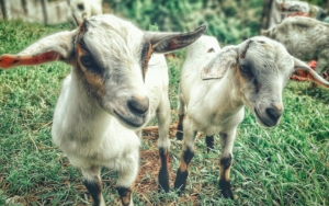 Tak Hanya Anjing dan Kucing, Dinkes Flores Timur Temukan Kambing Terjangkit Rabies