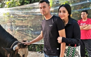 Raffi Habis Miliaran untuk Idul Adha, Sapi Jumbo 'Sopan' Dengar Suami Nagita Takbiran Bikin Takjub