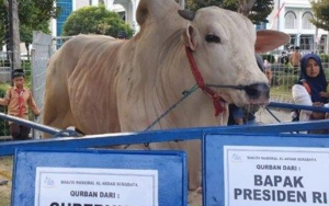 Sapi Kurban Jokowi 'Melenggang' Lewati Red Carpet Sebelum Disembelih di Masjid Al-Akbar Surabaya