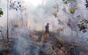 2500 Hektare Lahan Kalteng 'Berasap', Jarak Pandang Tinggal 150 Meter