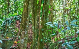 Viral Siswa SMAN 2 Palangkaraya Temukan Obat Kanker Dari Herbal Tradisional Dayak