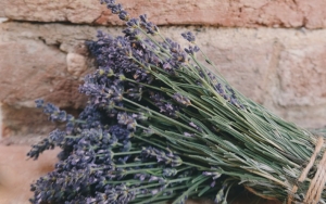 Aroma Lavender Yang Segarnya Sudah Terkenal Dari Dulu
