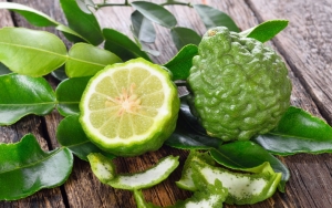 Bergamot Salah Satu Keluarga Citrus Yang Aroma Terapinya Terkenal Banget