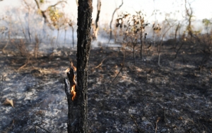 Hutan Amazon di Brazil Terbakar Hebat, Kobaran Api Terlihat Sampai Luar Angkasa