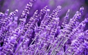 Lavender Yang Bakal Bikin Hidangan Kalian Jadi Unik
