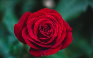 Bunga Mawar Yang Juga Bisa Timbulkan Perasaan Gembira