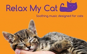 Relax My Cat Aplikasi Musik Khusus Untuk Hewan Kesayangan Kalian
