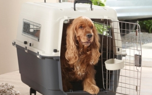 Pahami Juga Pentingnya Pet Cargo Untuk Hewan Kesayangan Kalian