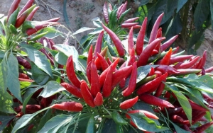 Cabai Cayenne Yang Punya Segudang Manfaat Untuk Kesehatan