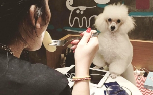 The Barkbershop Kafe Sekaligus Salon Anjing Yang Asik Banget