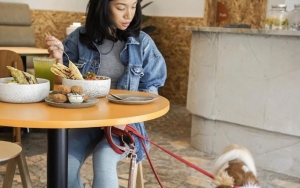 Como Park Yang Punya Halaman Rumput Luas Untuk Main Anjing Kesayangan