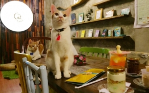 Menikmati Makanan Lezat Sambil Bermain Dengan Kucing? Mampir Aja Ke The Cat Cabin