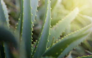 Gunakan Pelembab Terutama Yang Berbahan Aloe Vera Untuk Kulit