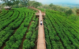 Mampir Ke Wisata Kebun Teh Saat Hujan Dan Mendung Bakal Makin Seru